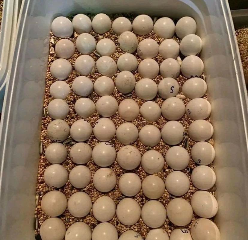 parrot breeding eggs for sale UK