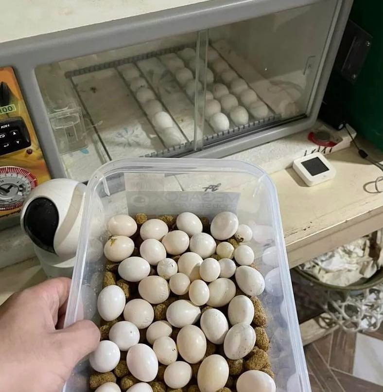 African grey eggs for sale UK