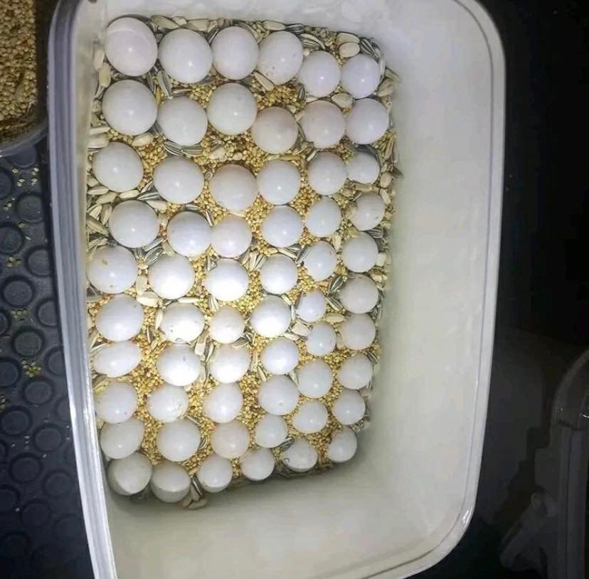 macaw eggs for sale UK