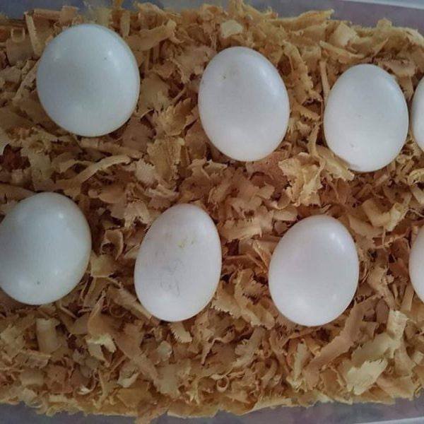 buy parrot eggs online UK