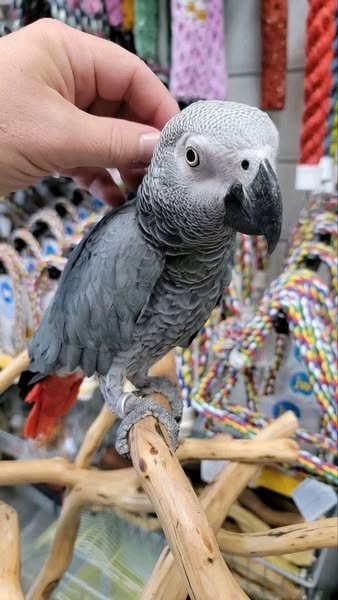 African Grey baby parrot for sale