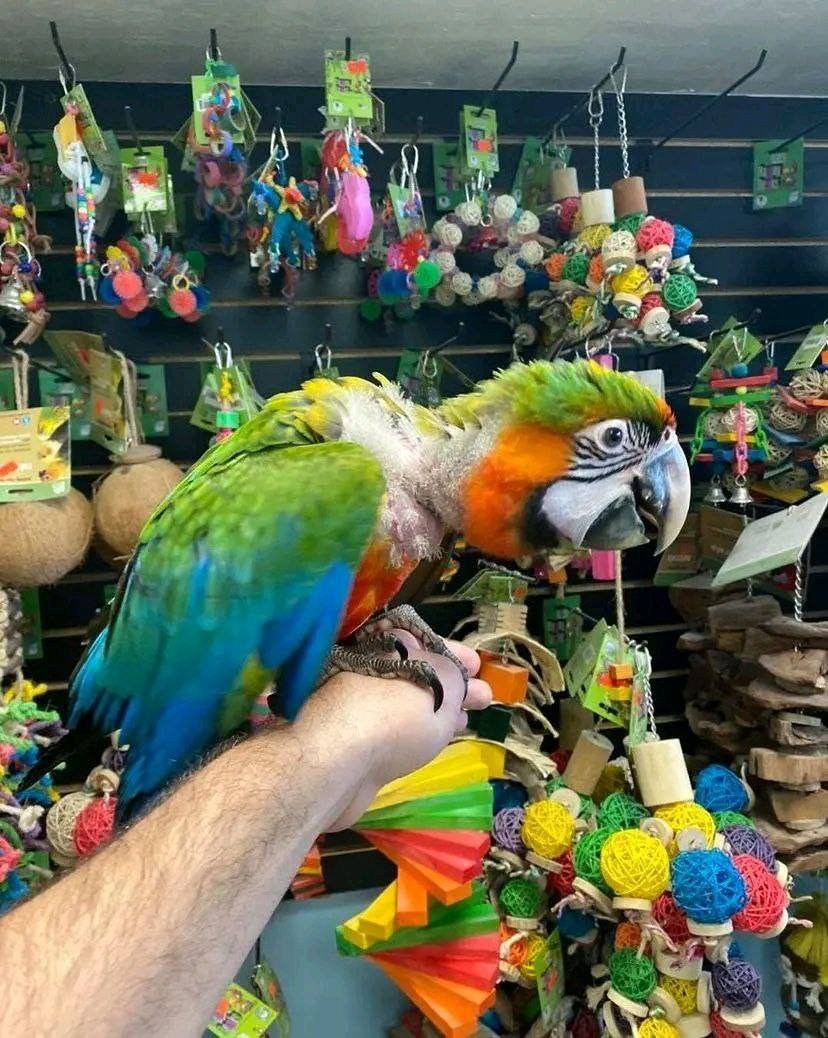 Blue and Gold Macaw breeders