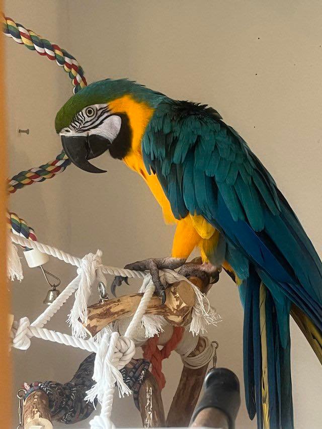 Blue and Gold Macaw for sale UK