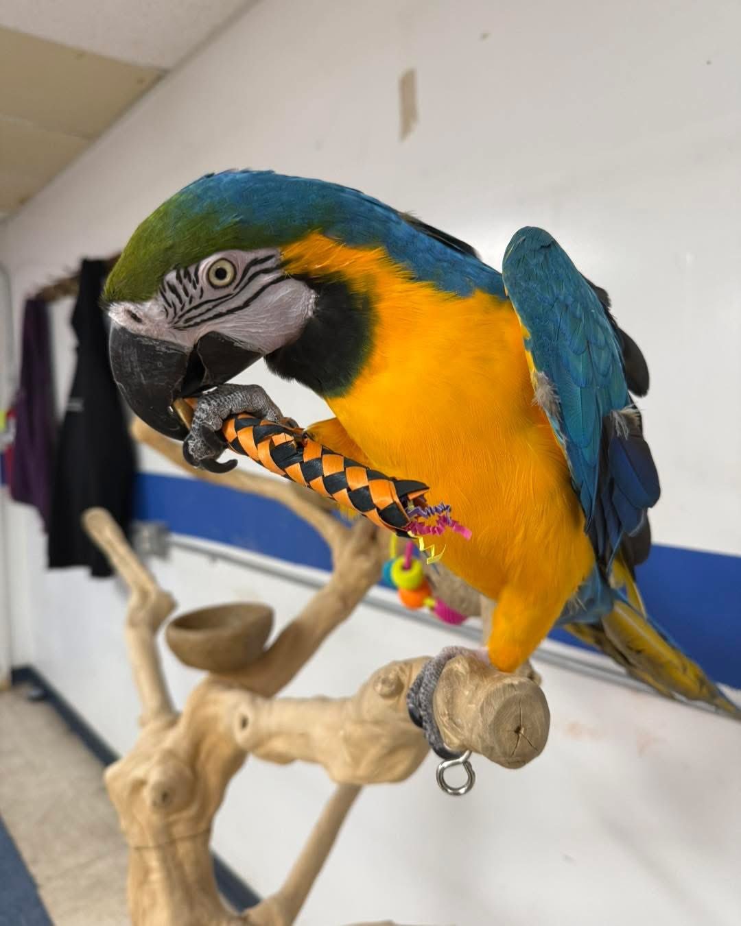 Blue and Yellow Macaw for sale