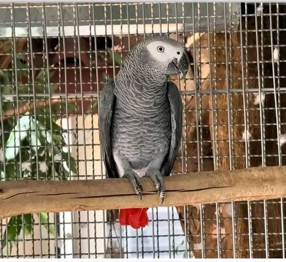 Buy African Grey parrot UK