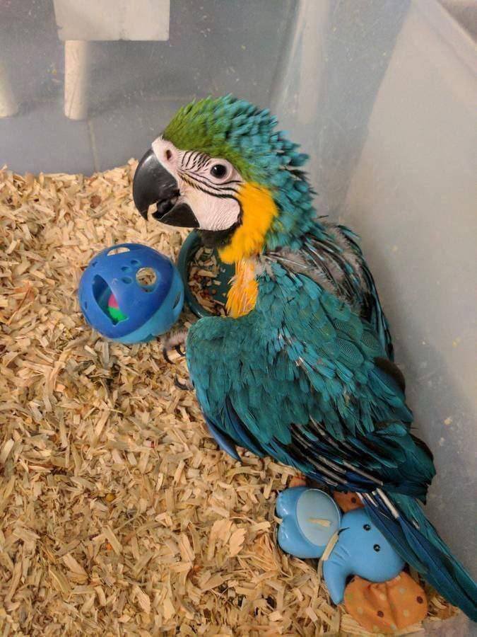 Buy Blue and Gold Macaw UK