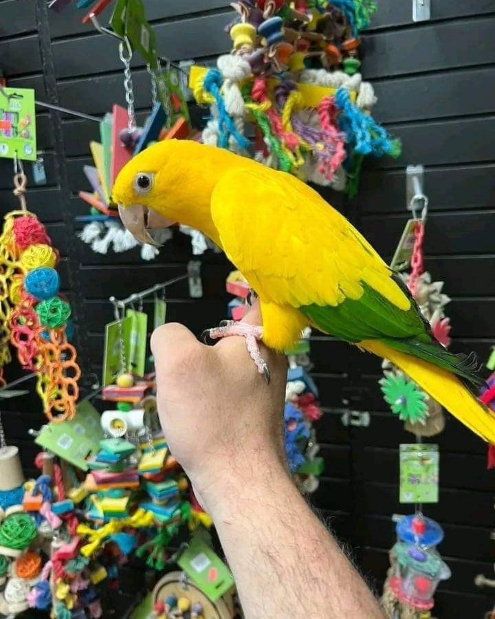 Golden Conure