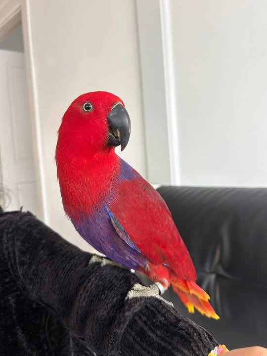 Hand-Reared Eclectus Parrot UK