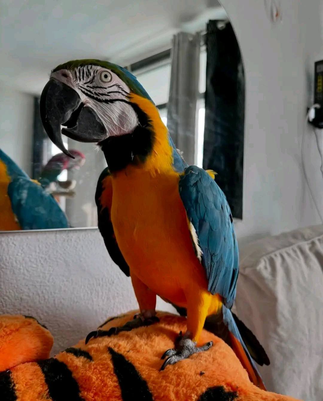 Hand-reared Blue and Gold Macaw uk