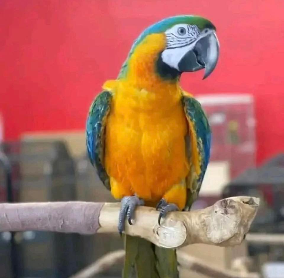 Macaws for sale