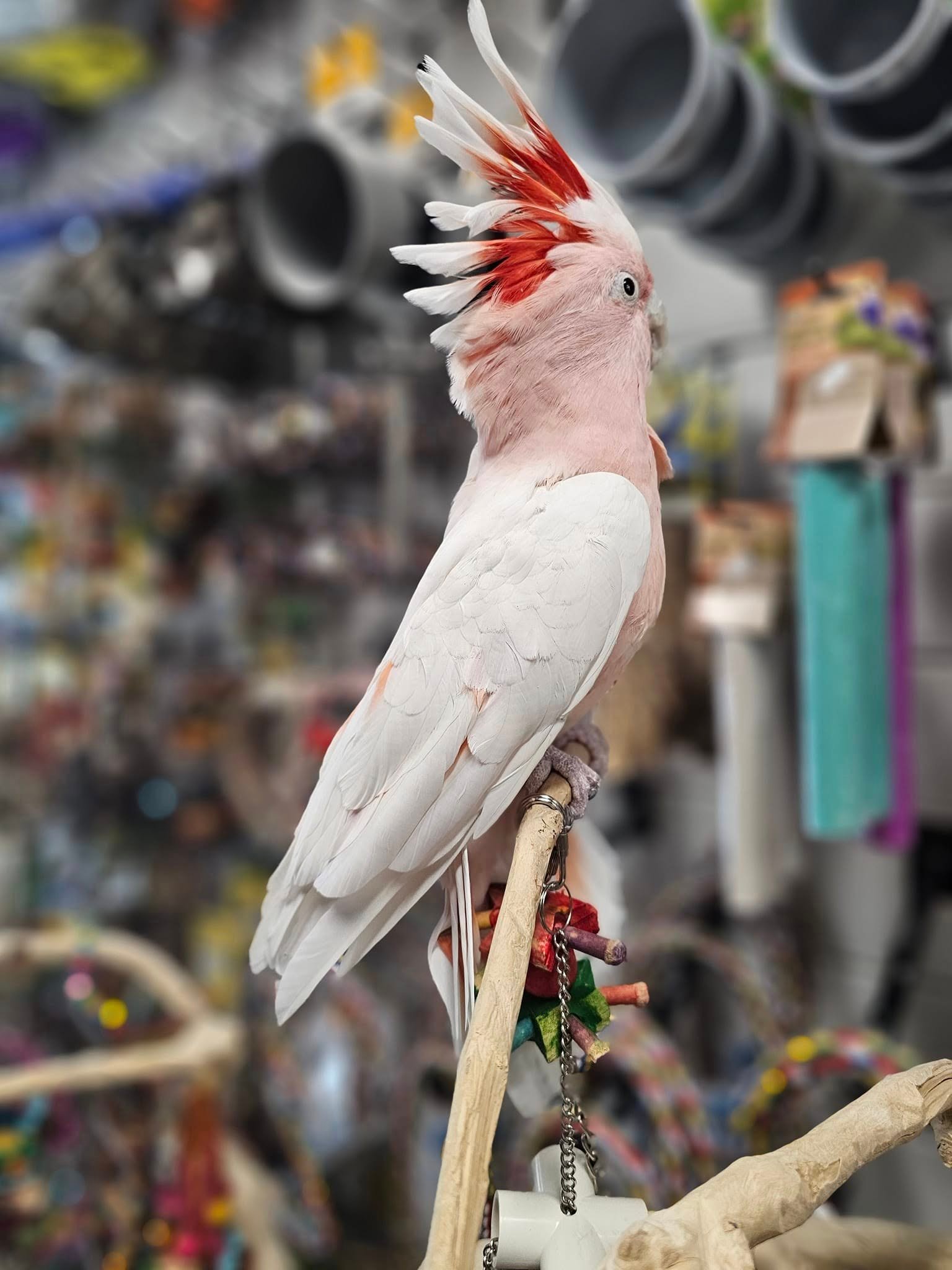 Major Mitchell's Cockatoo