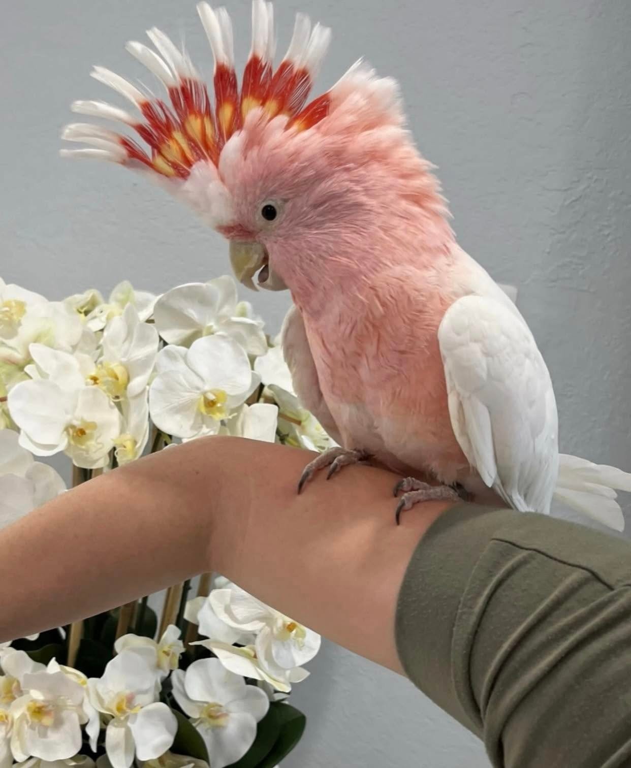 buy cockatoo parrot UK