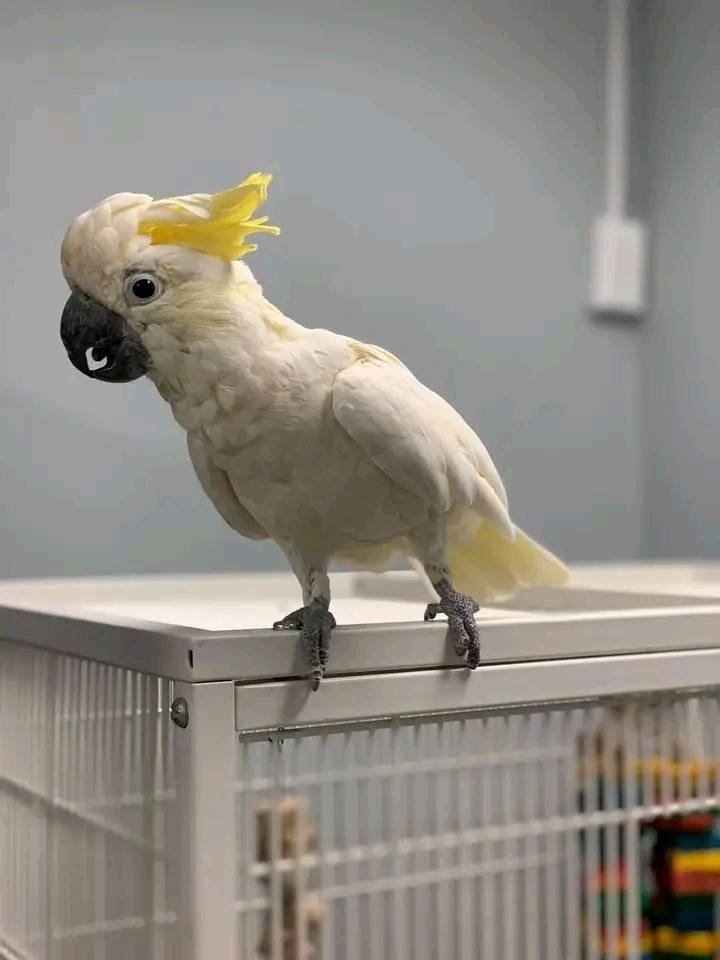 cockatoo for sale UK