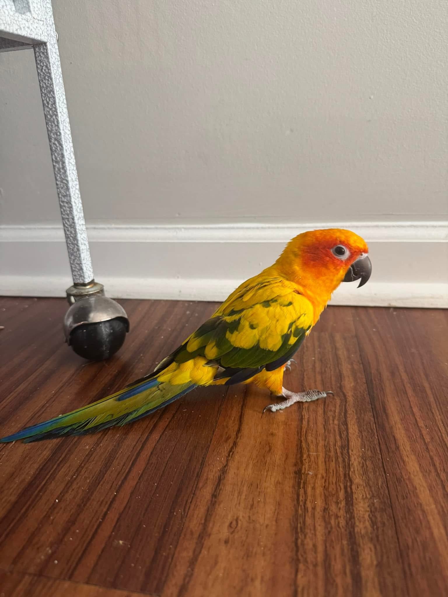 conure for sale UK
