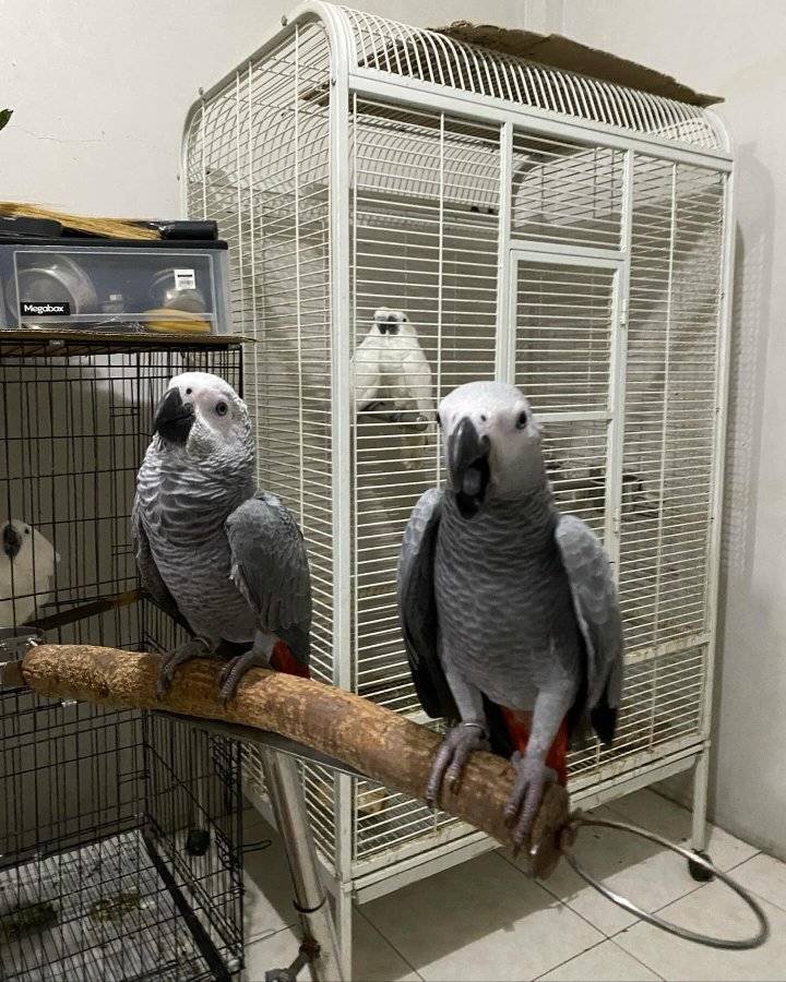 pair of african grey