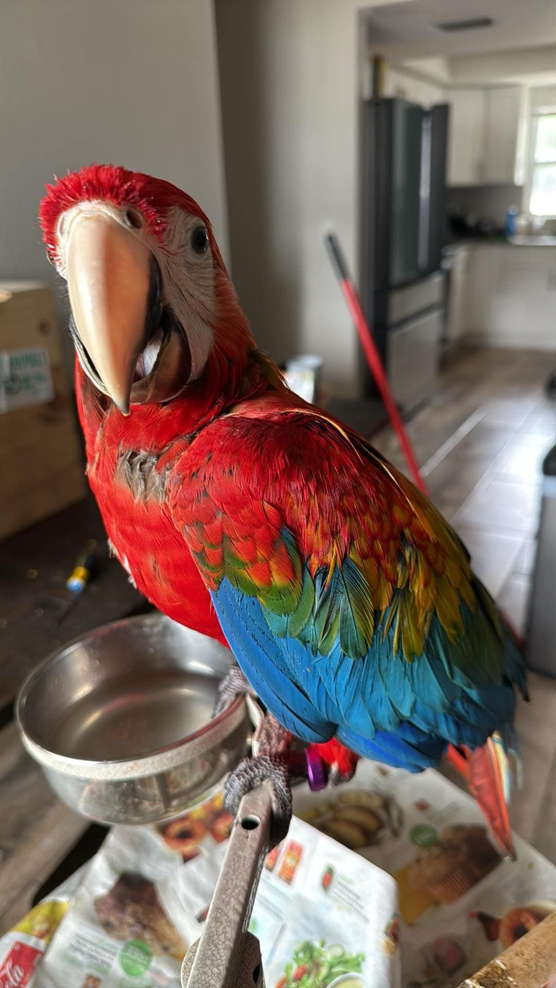 scarlet macaw for sale UK