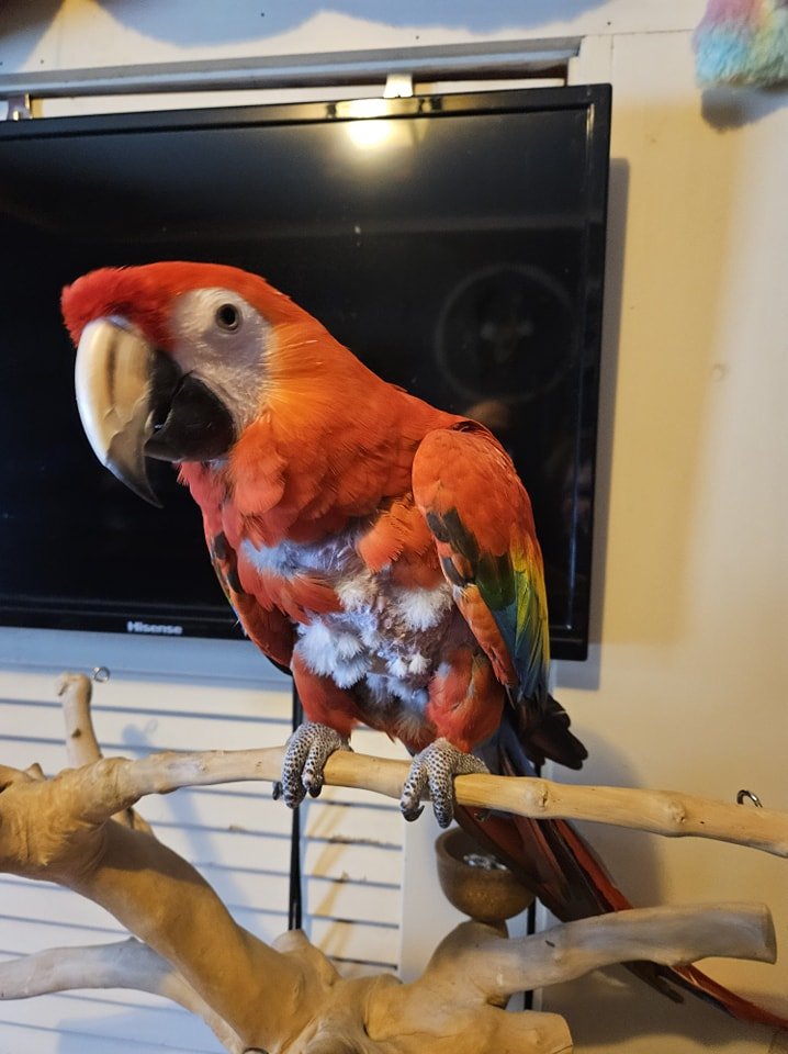 scarlet macaws for sale near me