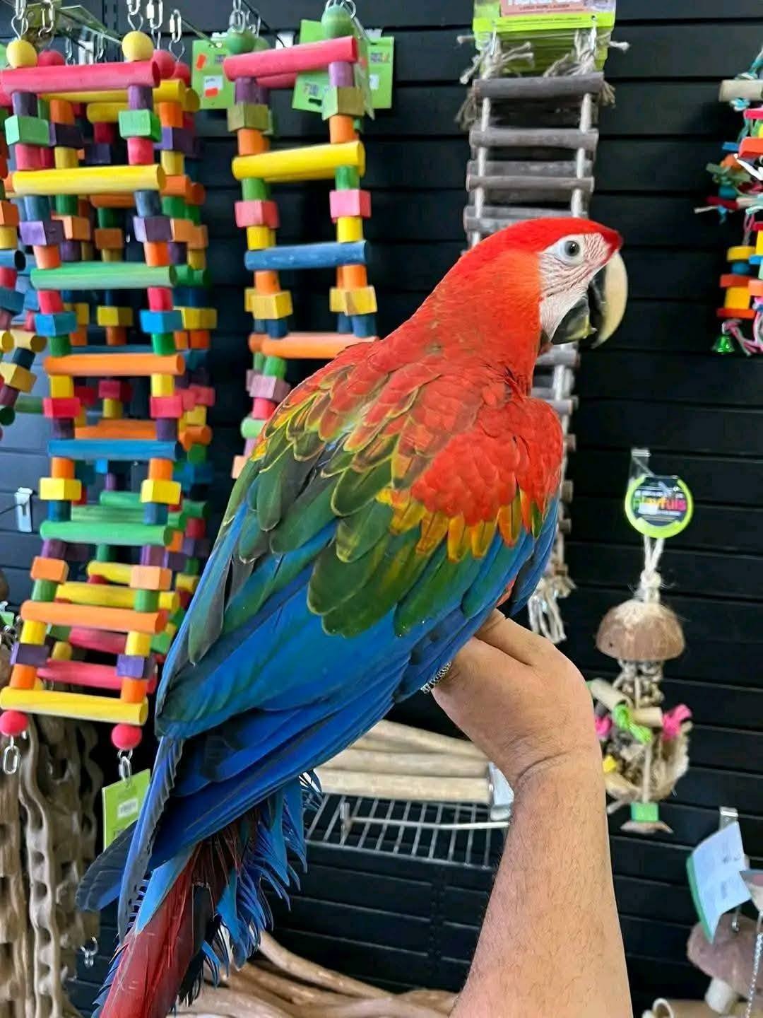 tame scarlet macaw UK