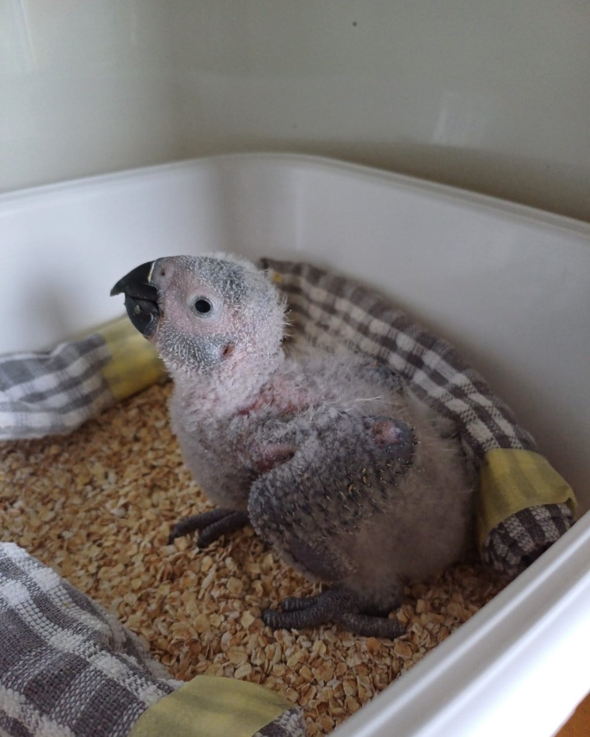 Amina - African Grey Parrot