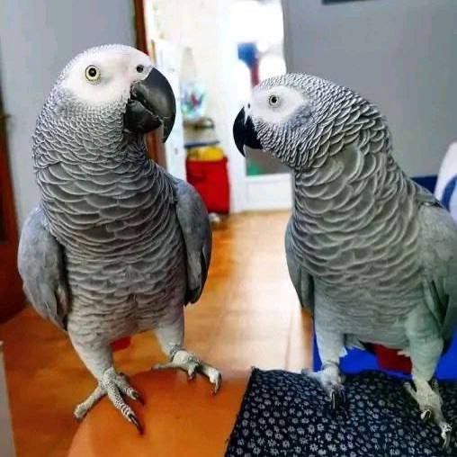 Arlo & Nala - African Grey Parrot Pair