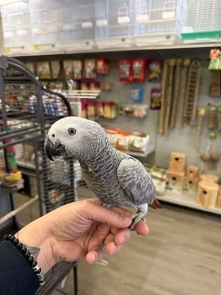 Luna - African Grey Parrot
