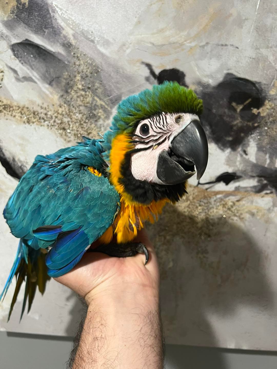 Amaya - Blue and Gold Macaw for Sale