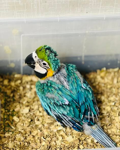 Rio - Blue and Gold Macaw for Sale