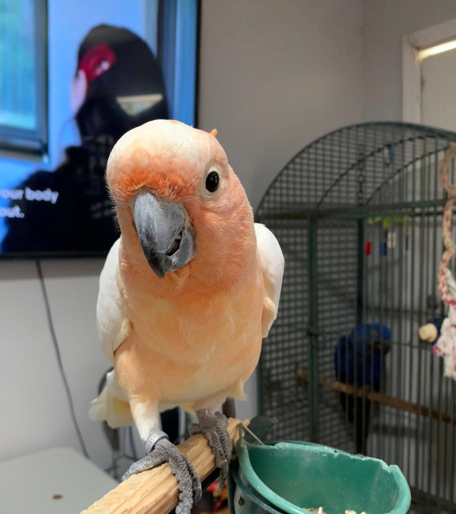 Lyra - Cockatoo for Sale