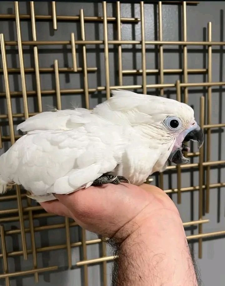Amira - Cockatoo for Sale