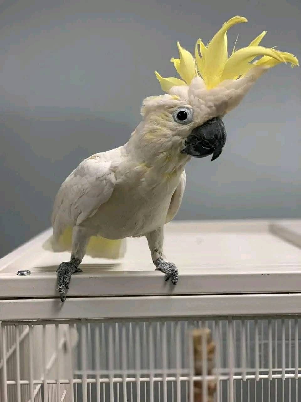 Taro - Cockatoo for Sale