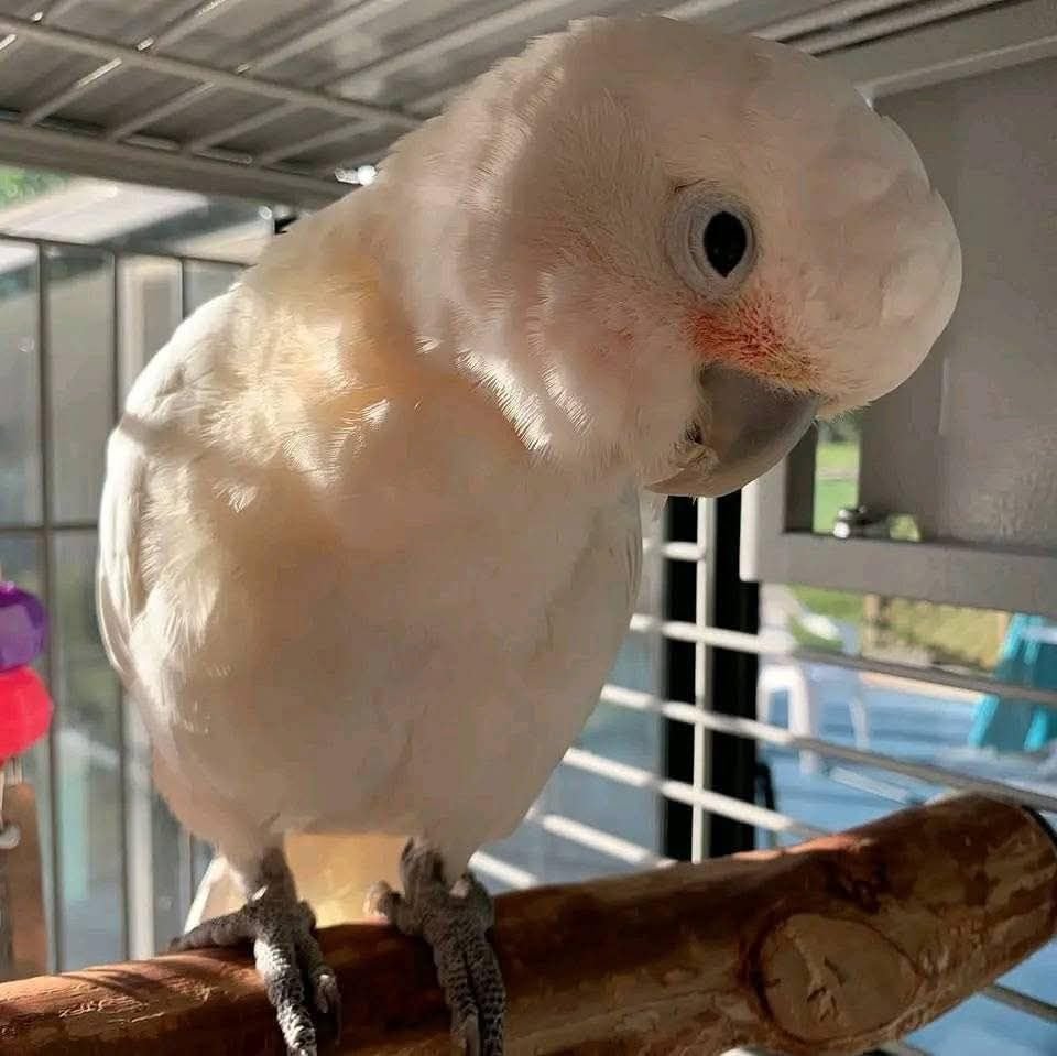 Selene - Cockatoo for Sale