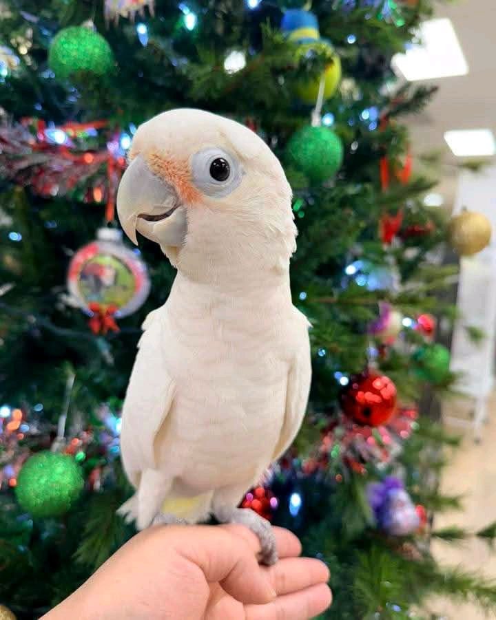 Rafi - Cockatoo for Sale