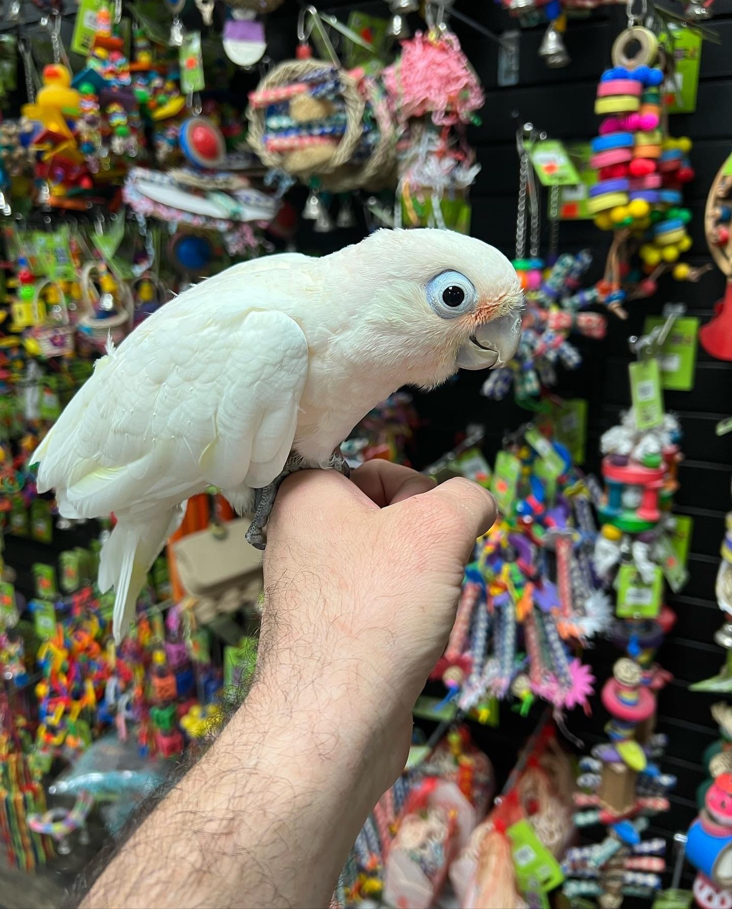 Nori - Cockatoo for Sale