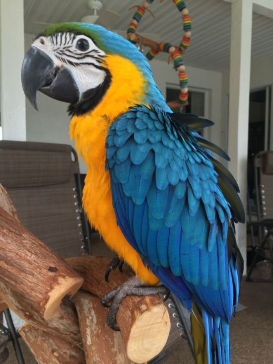 Kiara - Blue and Gold Macaw for Sale