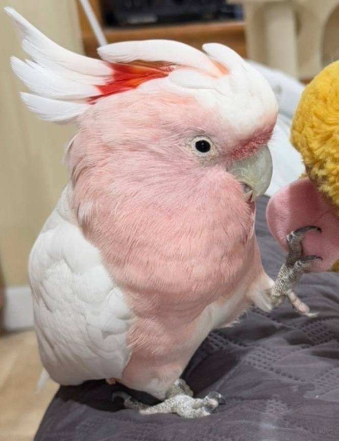 Elara - Cockatoo for Sale