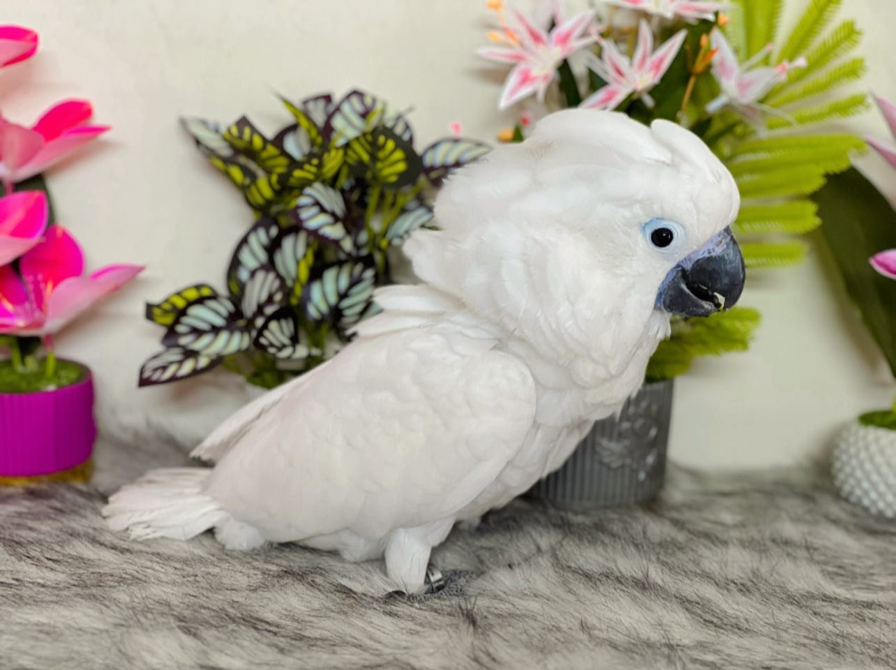 Mira - Cockatoo for Sale