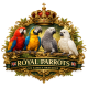 royalparrotsforsale.co.uk